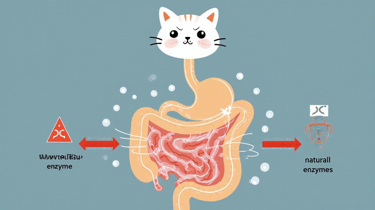 Упрощённая схема пищеварительной системы кошки с конфликтующими ферментами при смешивании кормов.